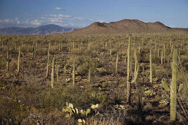 120 Saguaro National Park.jpg